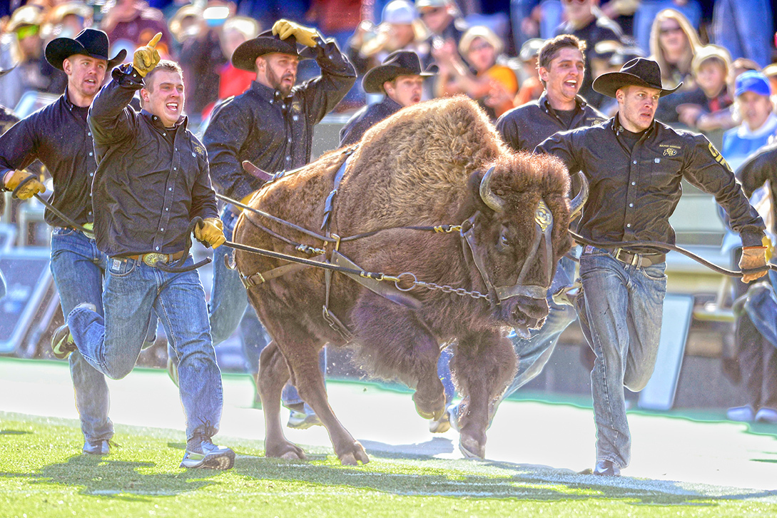 Tradiciones y Mascotas : Colorado Buffaloes