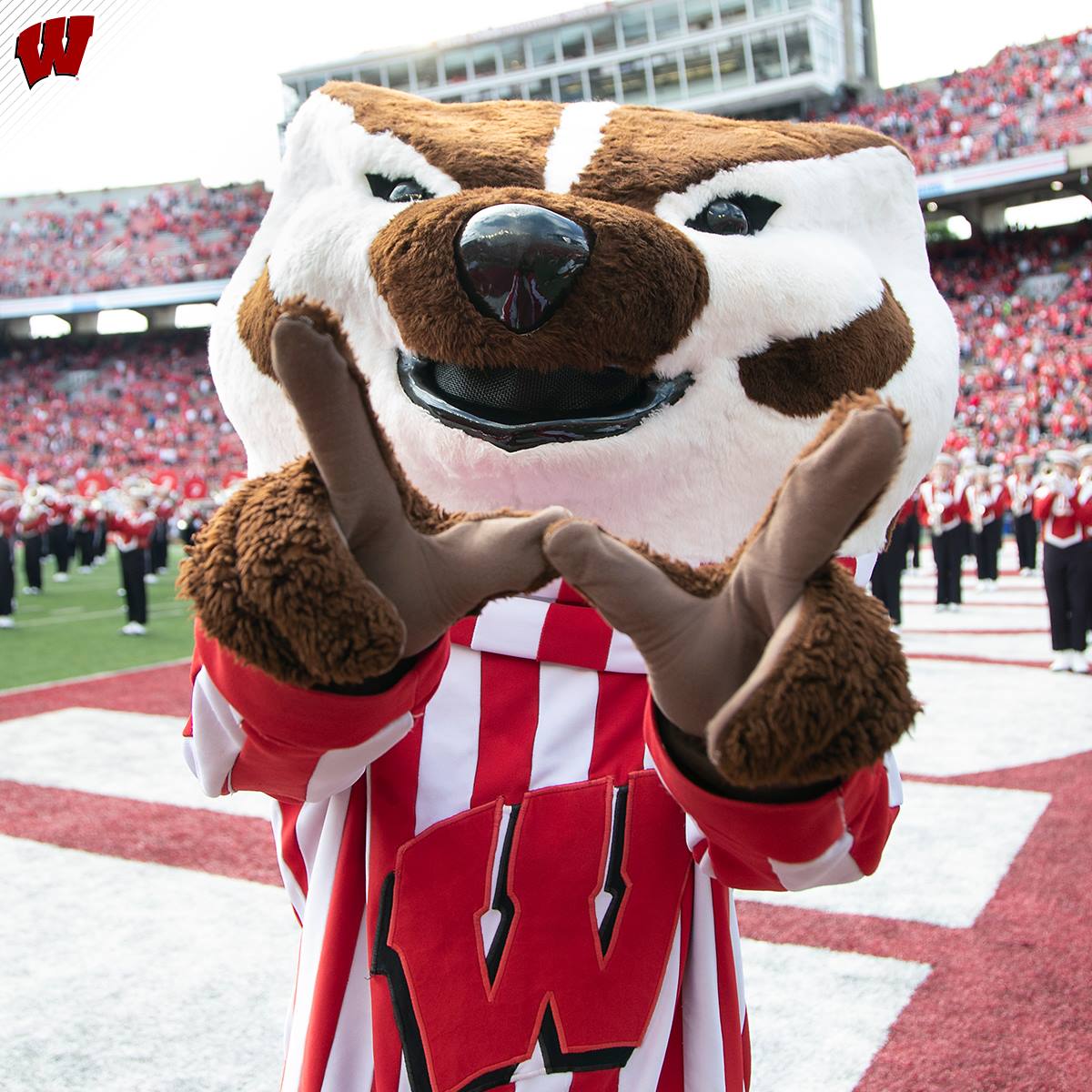 Tradiciones Y Mascotas: Wisconsin Badgers - Spanish Bowl